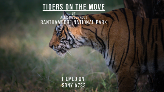 On the Move - Indian Tiger in Ranthambore National Park